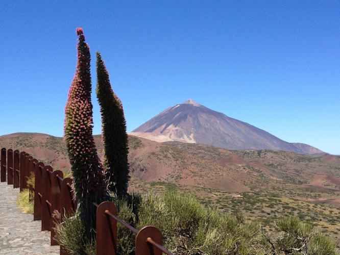 Tajinaste mit Teide