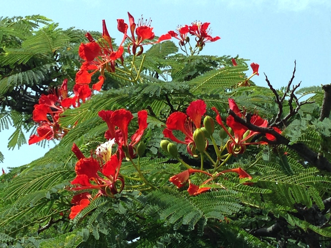 Flamboyant in Blüte