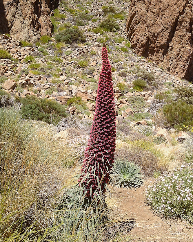 Tajinaste am Teide