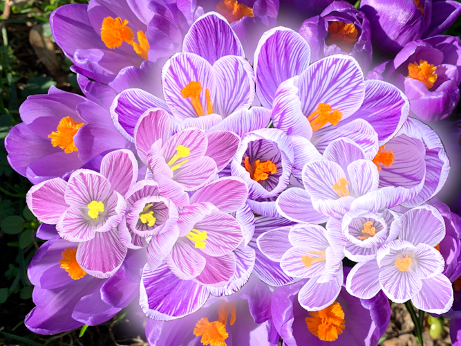 Krokus