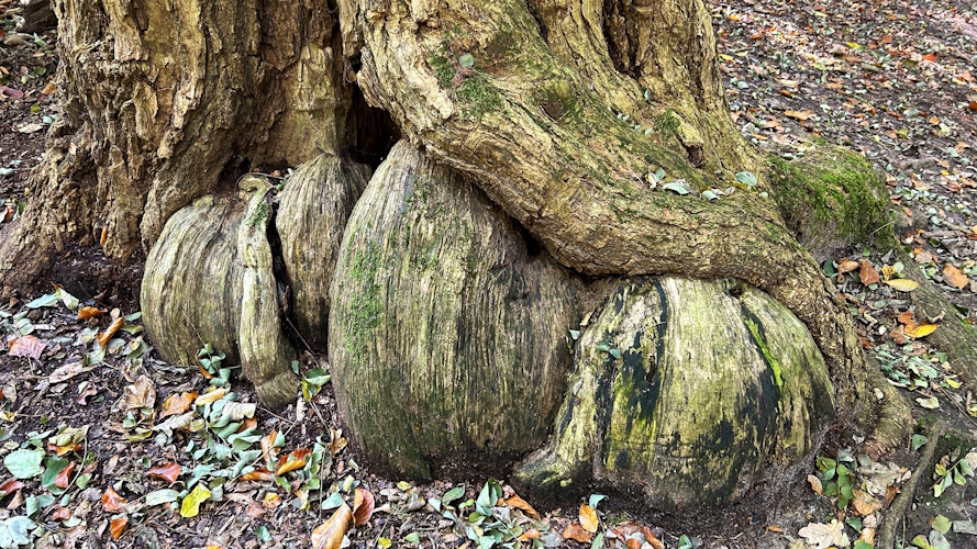 Wald