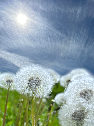 Pusteblume
